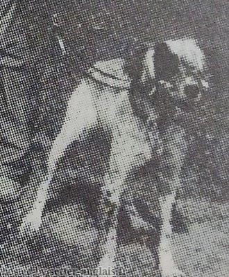 Setter Anglais TICINO DELL ORSONE Setter Anglais TICINO DELL ORSONE